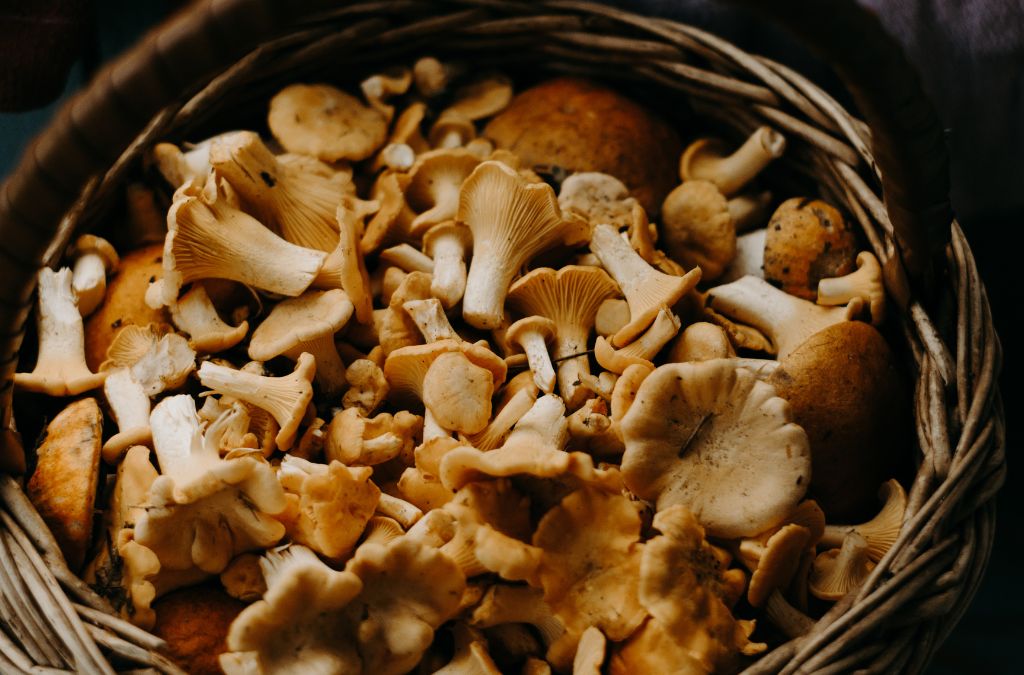 Mushrooms & THCa in Gold IRA Planning: Add Delta 9 & Peptides